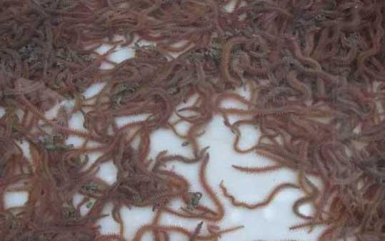 禾虫饲养管理方法