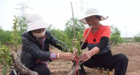桃树高接换种技术介绍