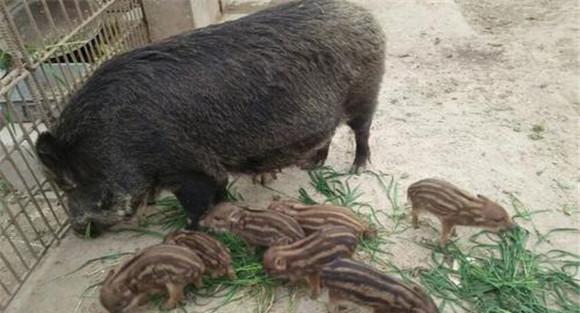 特种野猪一胎产几个猪仔