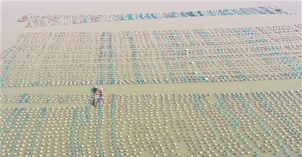浅海养殖牡蛎