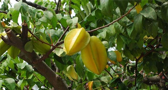 杨桃树种植
