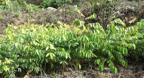 杨桃树的种植技术