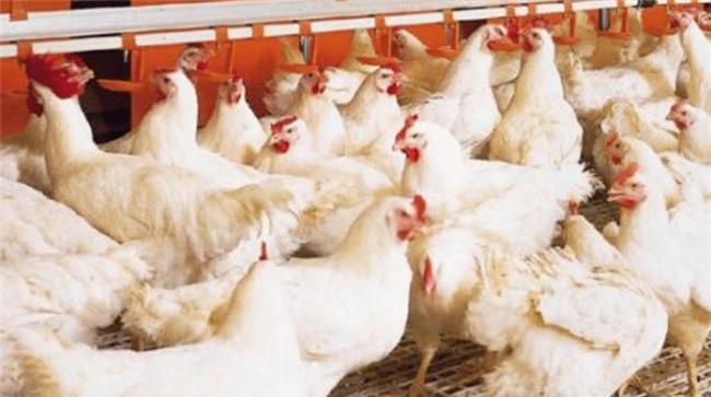 如何掌握肉鸡限制饲喂技术