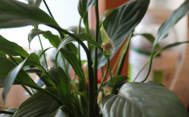 适合室内养的植物