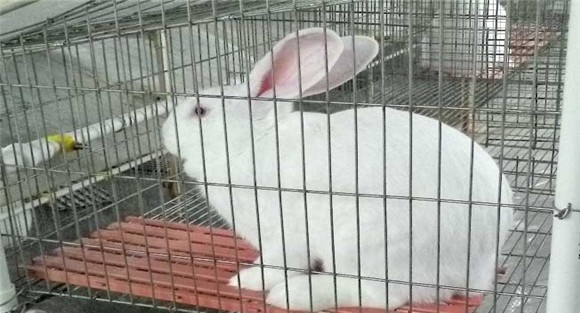 家兔饲养方法