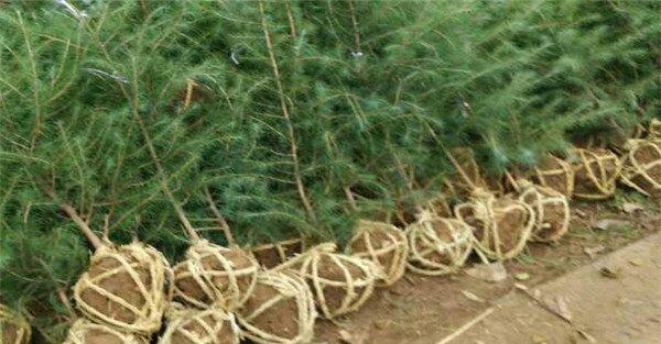 雪松种植时间及种植方法