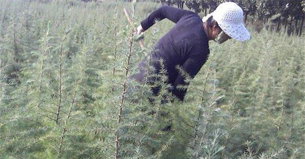 雪松栽培管理要点