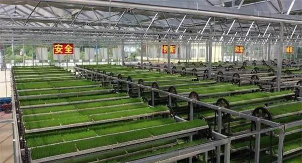水稻工厂化育秧如何催芽出苗