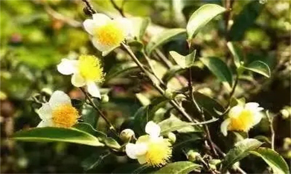 在生产上控制茶树多花多果的措施有哪些