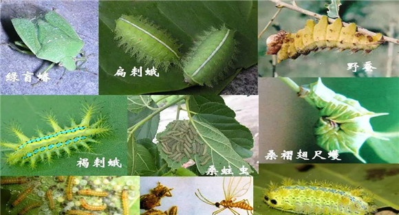 桑树虫害有哪些