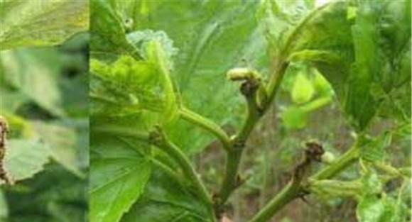 桑树虫害用什么药、怎么防治
