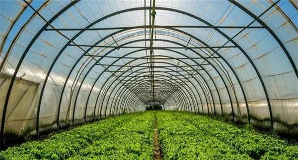 大棚施用二氧化碳气肥的重要作用及其使用方法