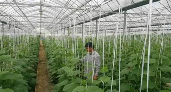 大棚施用二氧化碳气肥的作用