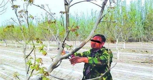 核桃整体树形的确定方法