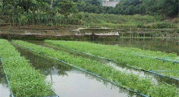 关于夏季鱼塘的管理要点