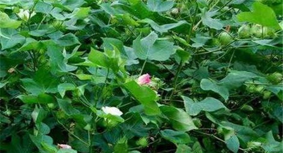棉花追肥方法