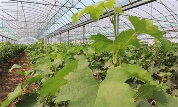葡萄设施栽培新梢生长期怎样管理