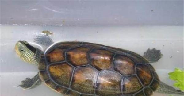 宠物小乌龟怎么养