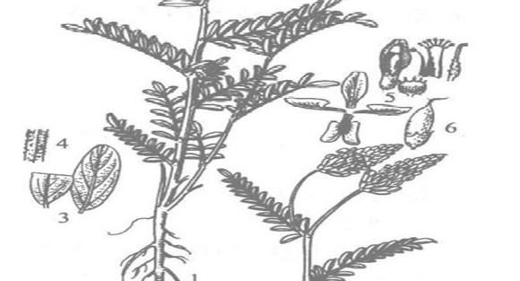 沙打旺种植技术