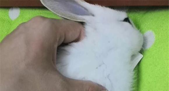 兔子球虫病的预防