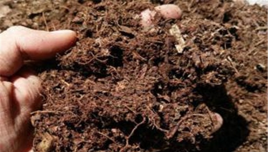 养殖非洲茉莉的盆土要求