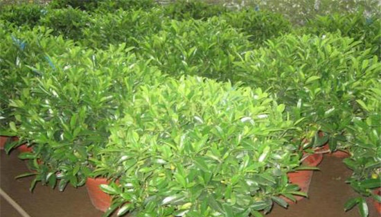 非洲茉莉的水分管理
