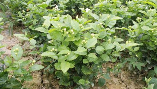 非洲茉莉施肥要点