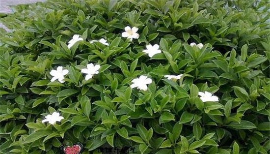 非洲茉莉病虫害