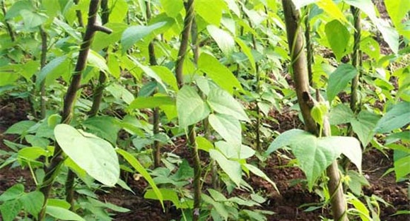 豆角种植时间