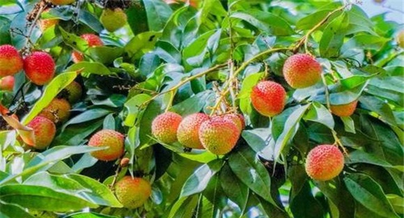 荔枝采摘的时间