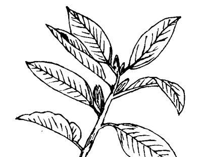 白兰花的功效与作用