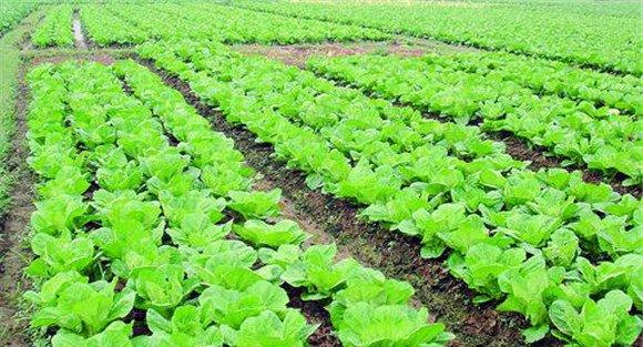 大白菜施什么肥比较好