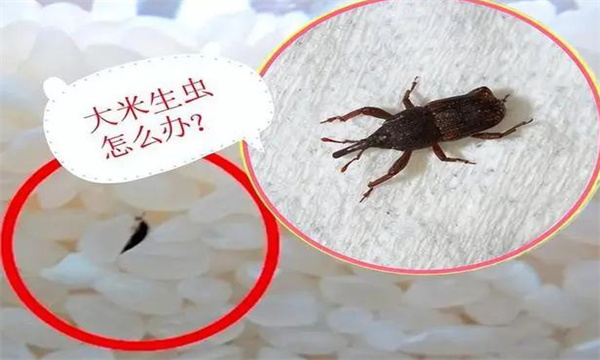 家中储存的粮食已经生虫怎么办