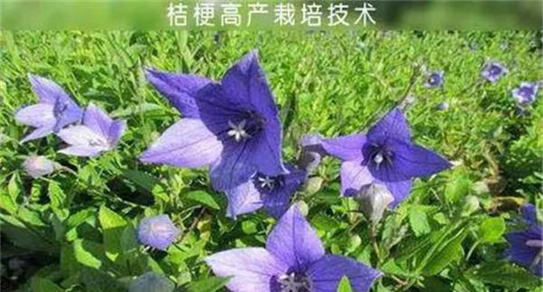 桔梗的生态习性