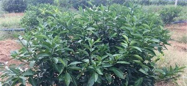 锰肥对植物的作用