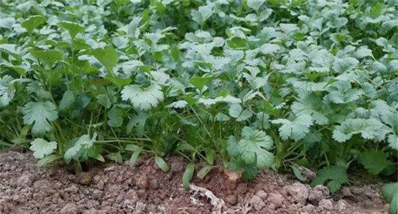 越冬香菜什么时候播种