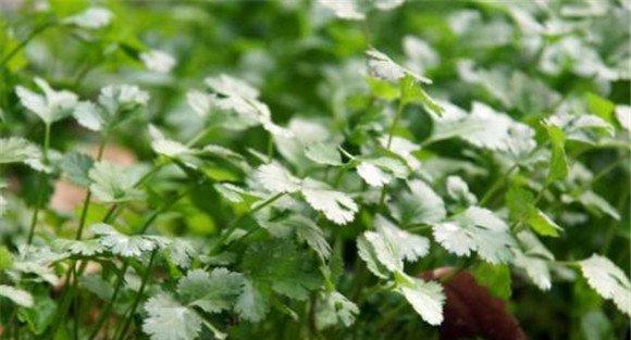 越冬香菜种植技术要点