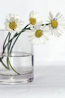 怎样栽培小拱棚越冬西芹