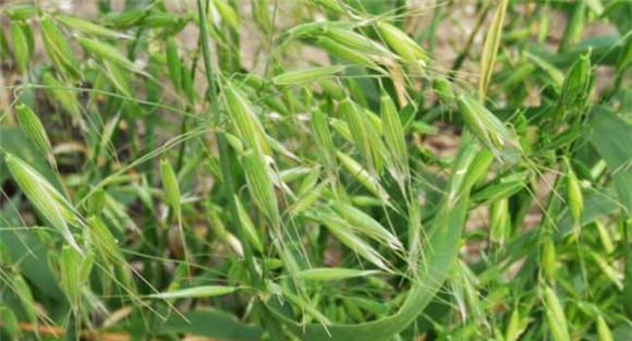 燕麦种植