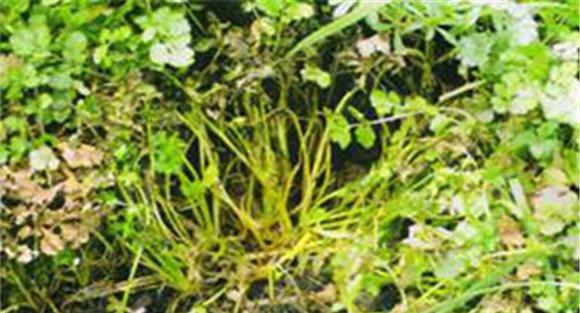 香菜菌核病