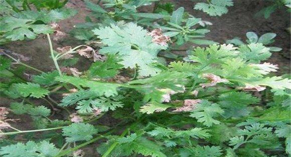 香菜叶枯病和斑枯病