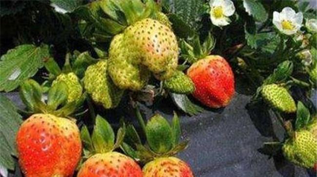 草莓畸形果是什么原因造成的