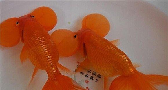 水泡鱼的形态特征