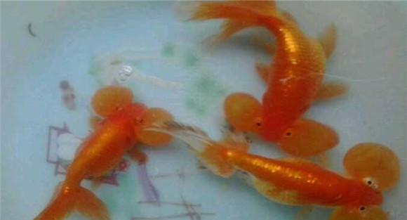 水泡鱼怎么养