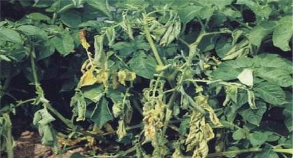 马铃薯青枯病的发病症状