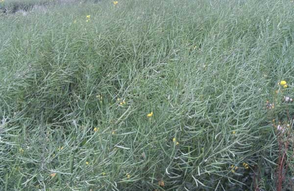 油菜种植方法
