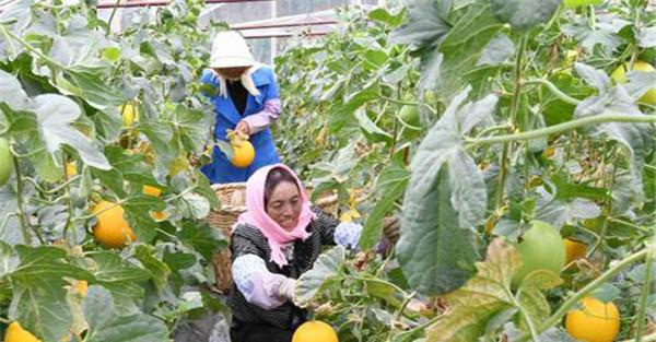 甜瓜适时采收的意义