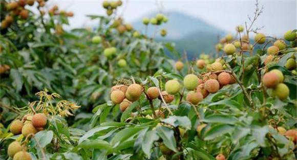 荔枝大小年形成的原因是什么