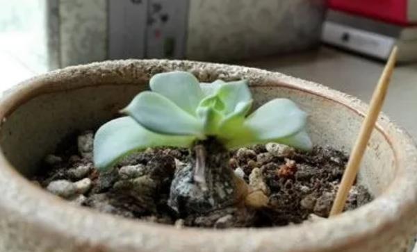 一克多菌灵加多少毫升水