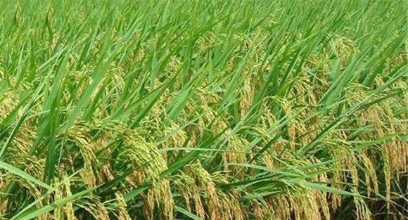 早稻中后期怎样预防高温热害